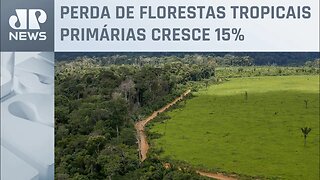 Brasil foi responsável por 43% do desmatamento global em 2022
