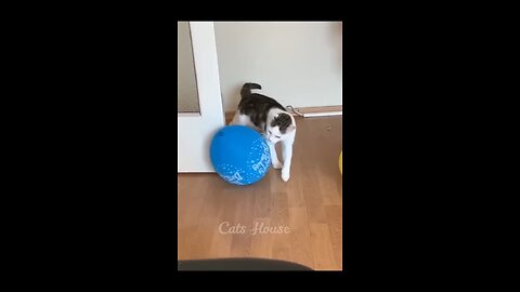 Funny cats video #fyp #viral #catlovers