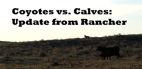 Coys Vs. Calves: Update & General Scoop From Rancher Owner