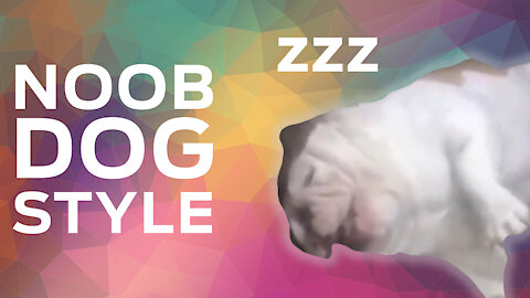 Sleep snoring cute dog dog Noob Style