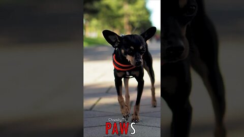 🐶 #PAWS - Pint-Sized Explorer: Toy Fox Terrier Embarks on Adventures, Uncovering the World 🐾