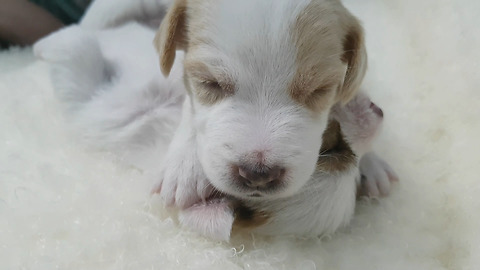 Cute small sleeping Jack Russell puppies