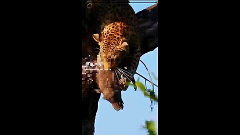 Leopardo Trazem Porcos Pequenos Para A Arvore