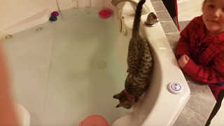 A Little Boy Scares A Cat Into Falling Into A Tub Of Water
