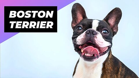 Boston Terrier 🐶 One Of The Smallest Dog Breeds In The World #shorts