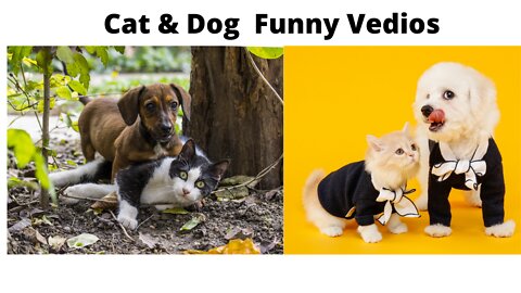 Cute cat and dog fun event and funny video