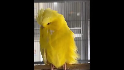 Fancy Bird #ytshorts #shorts #PetpupFun