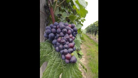 Conditions in Growing Grapes in Southern Climates