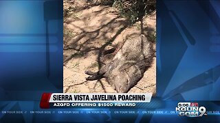Reward offered to find Javelina poacher
