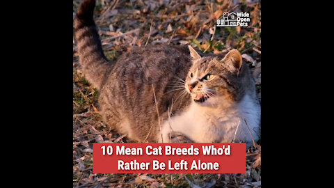 10 Mean Cat Breeds Who'd Rather Be Left Alone