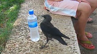 Corvo amigável pede água para humanos