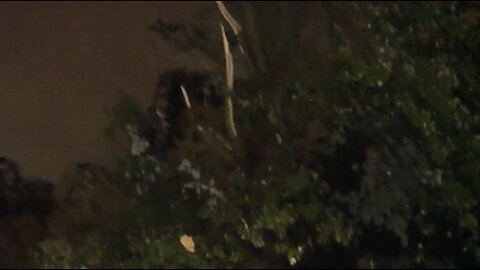 Large trees uprooted in Woodhaven
