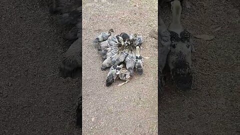 Ducklings out in the yard for the first time #ducks #muscovy #ducklings #muscovyducklings