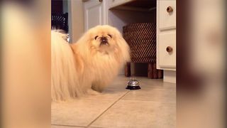 Fluffy Dog Rings Bell For Attention