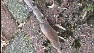 Shrew babies travel by holding on to mom's tail
