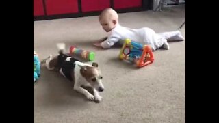 Adorable dog tries to teach baby to crawl