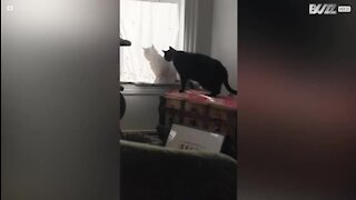 Un chat se fait avoir par l'ombre de sa sœur