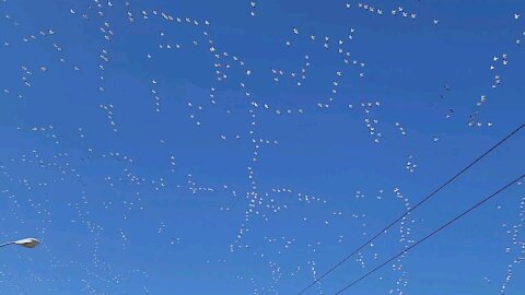 Snow Geese Migration