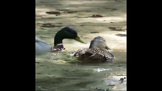 Ducks