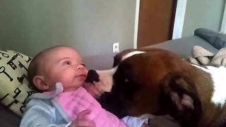 Loving Boxer gives 2-month-old baby a kiss