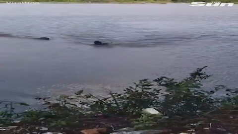 Heart-stopping moment swimmer faces race for his life as alligator closes in
