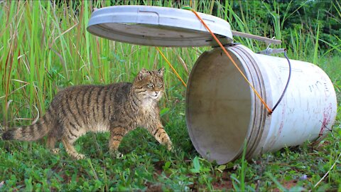 How to trap wild cat- Wild Cat Trap Using Plastic container