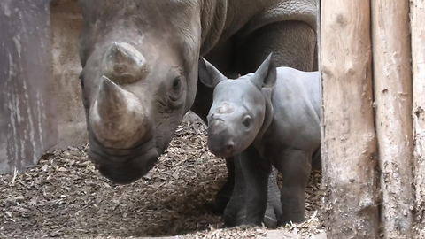 Rhino mom introduces 9-day-old baby at zoo