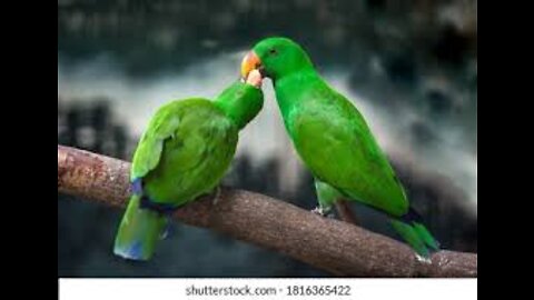 A pair of parrots are making love.
