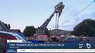 Tree trimmer rescued from 70-foot palm tree