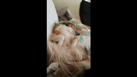 Dreaming Collie Literally Sings In Her Sleep