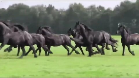 8 Most Beautiful Horses on Planet Earth65 8