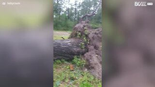 Furacão faz cair árvore sobre canil!