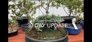 30 Day Update #BonsaiChallenge