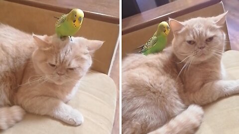 Parrot's favorite spot to chill is on top of cat's head
