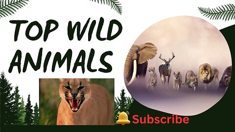 Wild Wonders |Top 10 Most Amazing Animals|Amazing animals