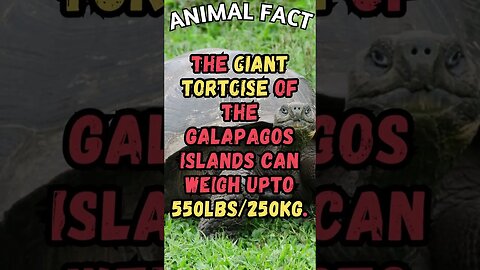 🐢Discover Fascinating Animal Facts👀 #shorts #shortsfact #animalfacts #funfactsshorts #tortoise