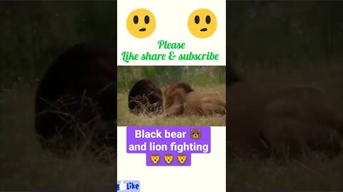 Black bear 🐻 and lion 🦁 fighting terrible,|| #shorts #youtubeshorts