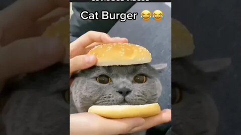 gato burguer