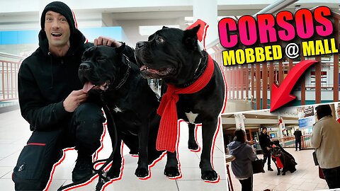 Cane Corsos Mobbed at Mall