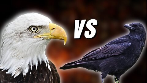 Eagles vs Crows