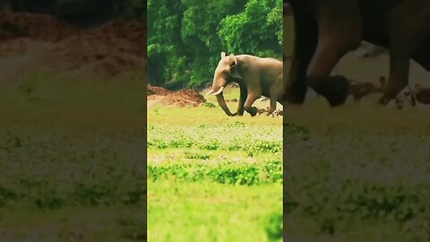 Elephant chasing pack of wilddogs to protect his baby