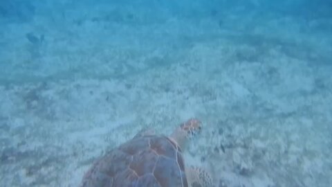 Swimming near a sea turtle in the Virgin Islands.