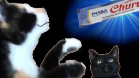 Radioactive Calico Crazy Cat gets favorite tuna licky treat