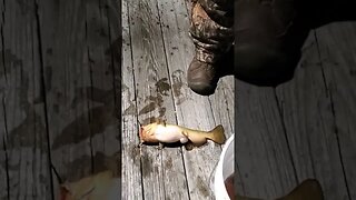 caught a catfish while crappie fishing with Charles Peterson #nightfishing #crappie #catfish