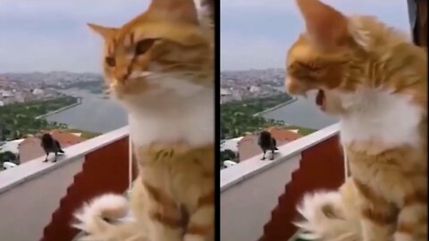 Fearless Crow trying to talk with angry Cat