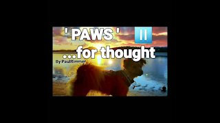 ' PAWs ⏯ ' ....🐕 4 Thought 3 '