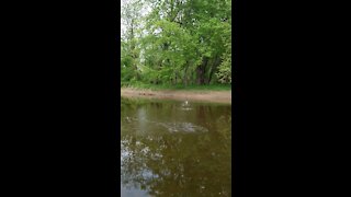Skipping rocks on the grand river