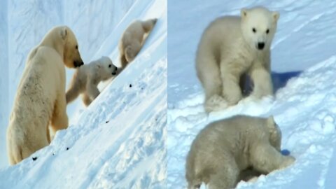 Cute polar bear cubs and mother doing sledging