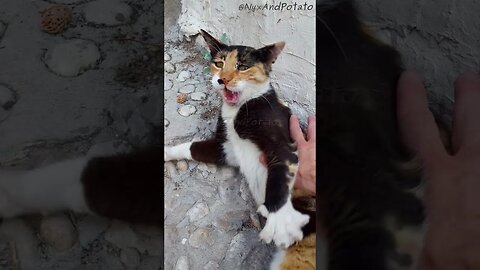 Stray Calico Cat Freaks Out - Cats of Dubrovnik