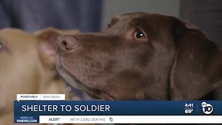Saving military lives with Shelter to Soldier
